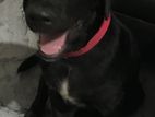 Labrador Dog