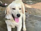 Labrador Puppy