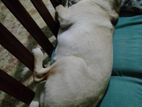 Labrador Dog
