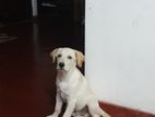 Labrador Puppy