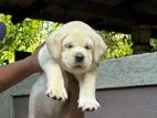 Labrador Puppies