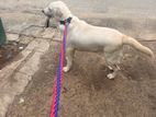 labrador