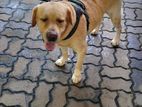 Labrador