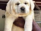 Labrador Puppies