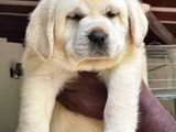 Labrador Retriever Puppies