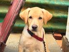 Labrador Puppies