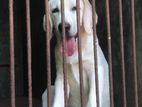 Labrador Puppies