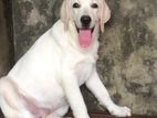 Labrador Puppies