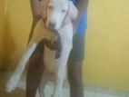 Labrador