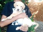 Labrador Puppy