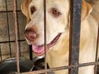 Labrador Puppy