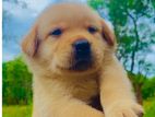 Labrador