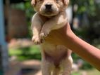 Labrador Puppies