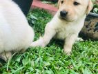 Labrador Puppies