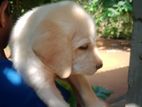 Labrador Puppy