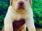 Labrador Puppy