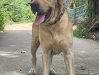 Labrador Dog for Crossing