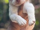Labrador