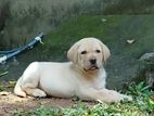 Labrador Puppy