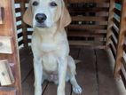 Labrador Puppy