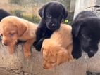 Labrador Puppy