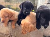 Labrador Puppy