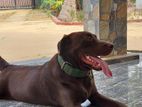 Labrador Dog