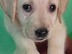 Labrador Puppy