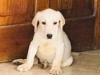 Labrador Puppy