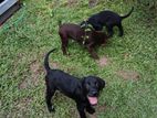 Labrador Puppy