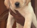 Labrador Puppies