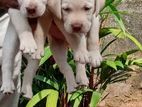 Labrador Puppies