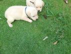 Labrador Puppy
