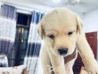 Labrador Puppy