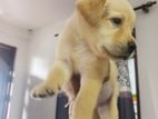 Labrador Puppy