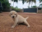 Labrador Puppy