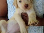 Labrador Puppy