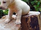Labrador Puppies