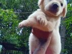 Labrador Puppies