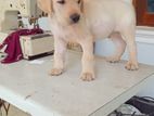 Labrador Puppy