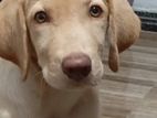 Labrador