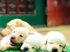 Labrador Puppies