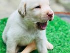 Labrador Puppy