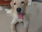 Labrador