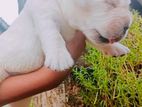 Labrador Puppies