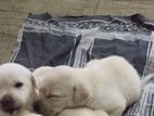 Labrador Puppies