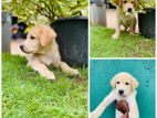 Labrador Puppies