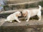 Labrador Puppy
