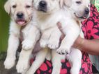 Labrador Puppy