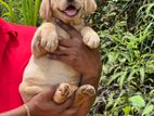 Labrador Puppies